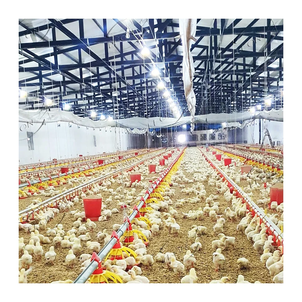 Animal husbandry broiler equipment farm with prices