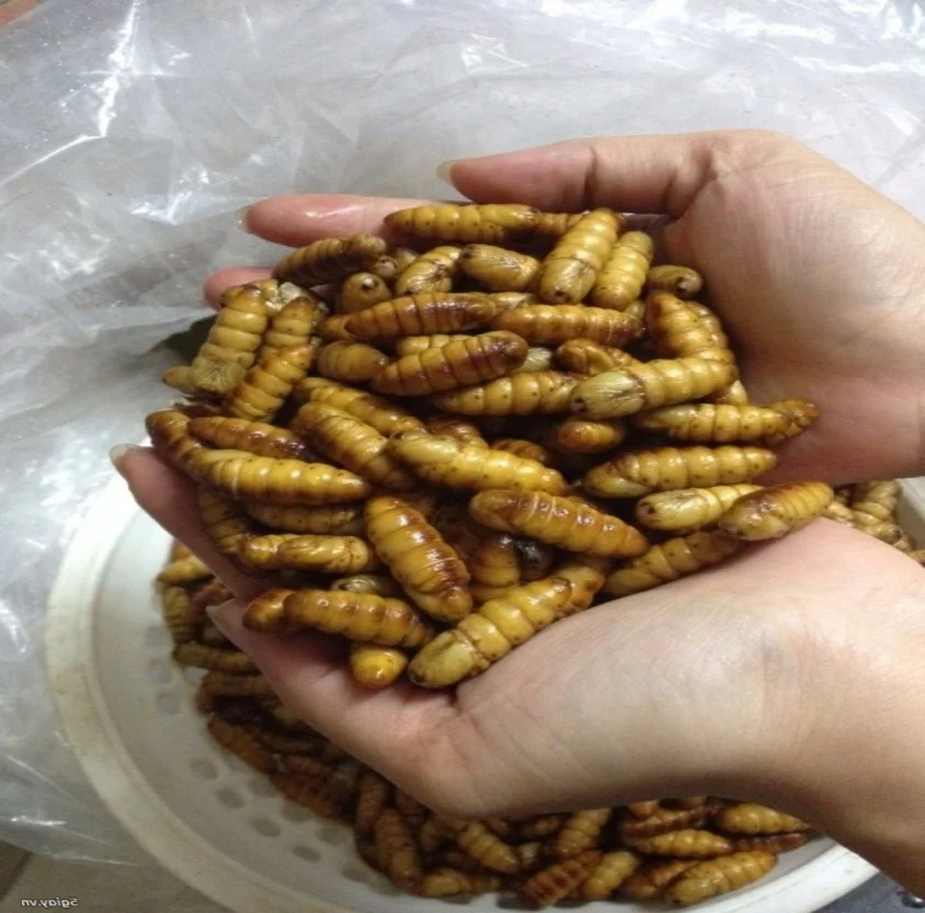 Wholesale custom private label silkworm pupae chrysalis feed silkworm feed grade yellow 25kg 25 tons dried grasshopper silkworm