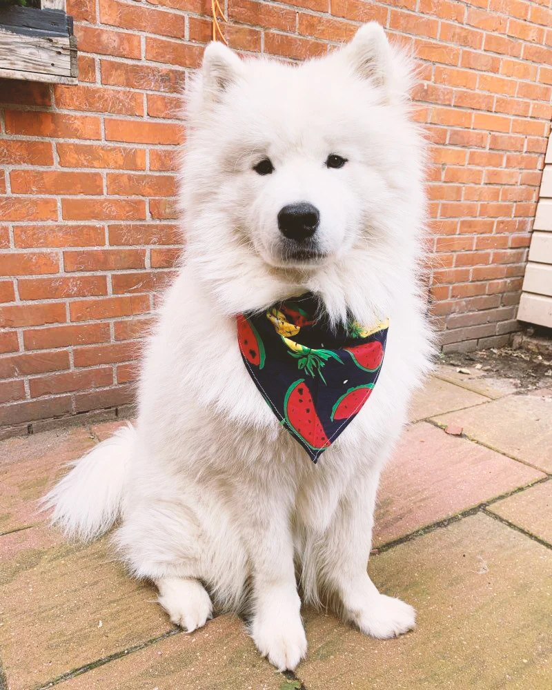 Wholesale sublimation printing pet saliva bibs fashion dog cat triangle scarf