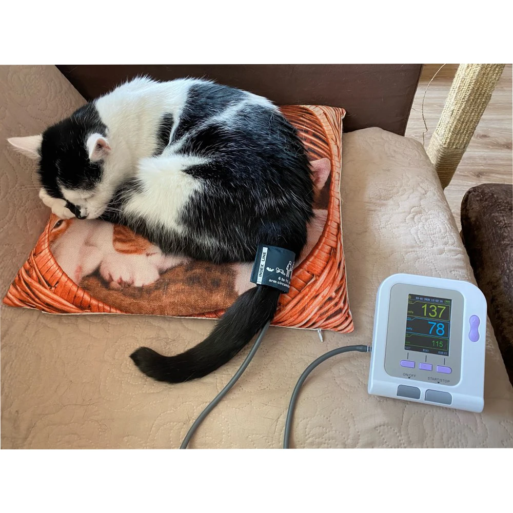 animal blood pressure monitor cardiac multiparameter clinic Equipment veterinary monitor