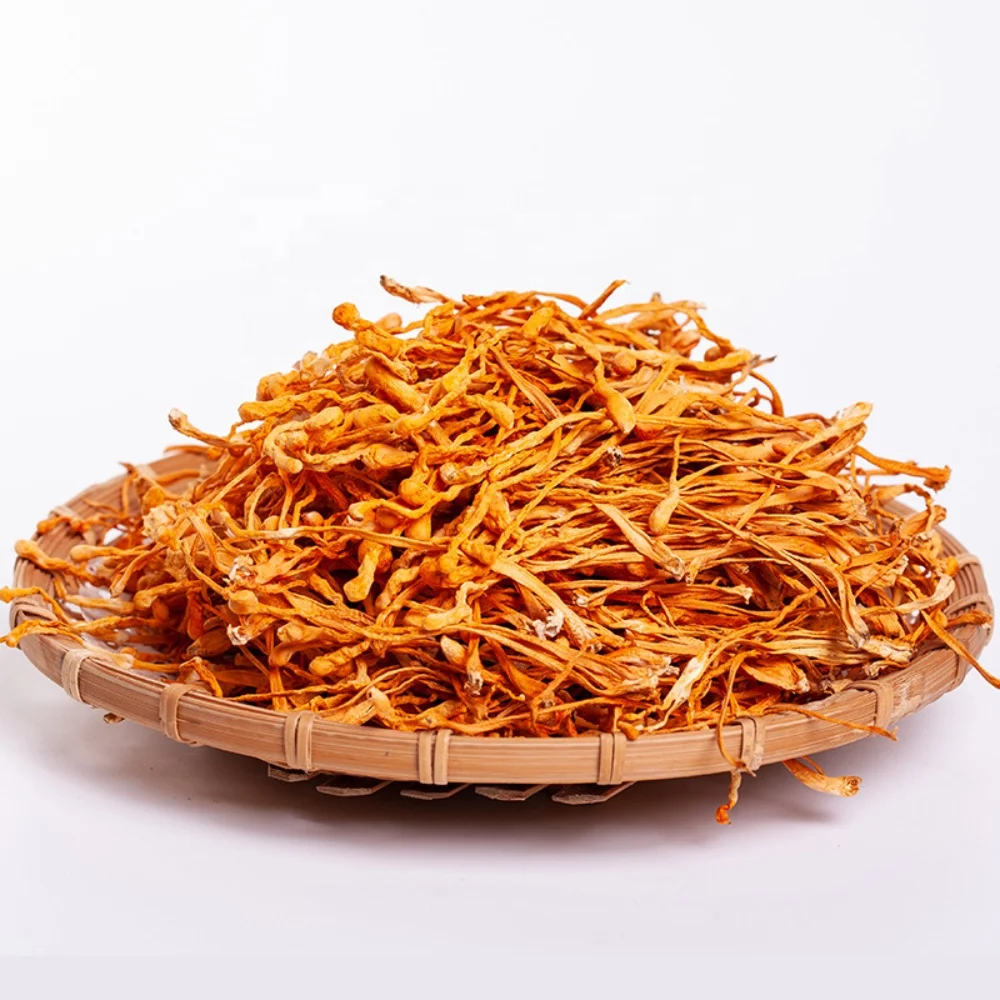 High Quality Control cordyceps militaris find buyer of cordyceps militaris dry cordyceps militaris for sale