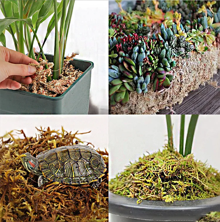 Sphagnum Moss Custom Compressed Dry Brick Sphagnum Peat Moss For Reptile Substrate Plants