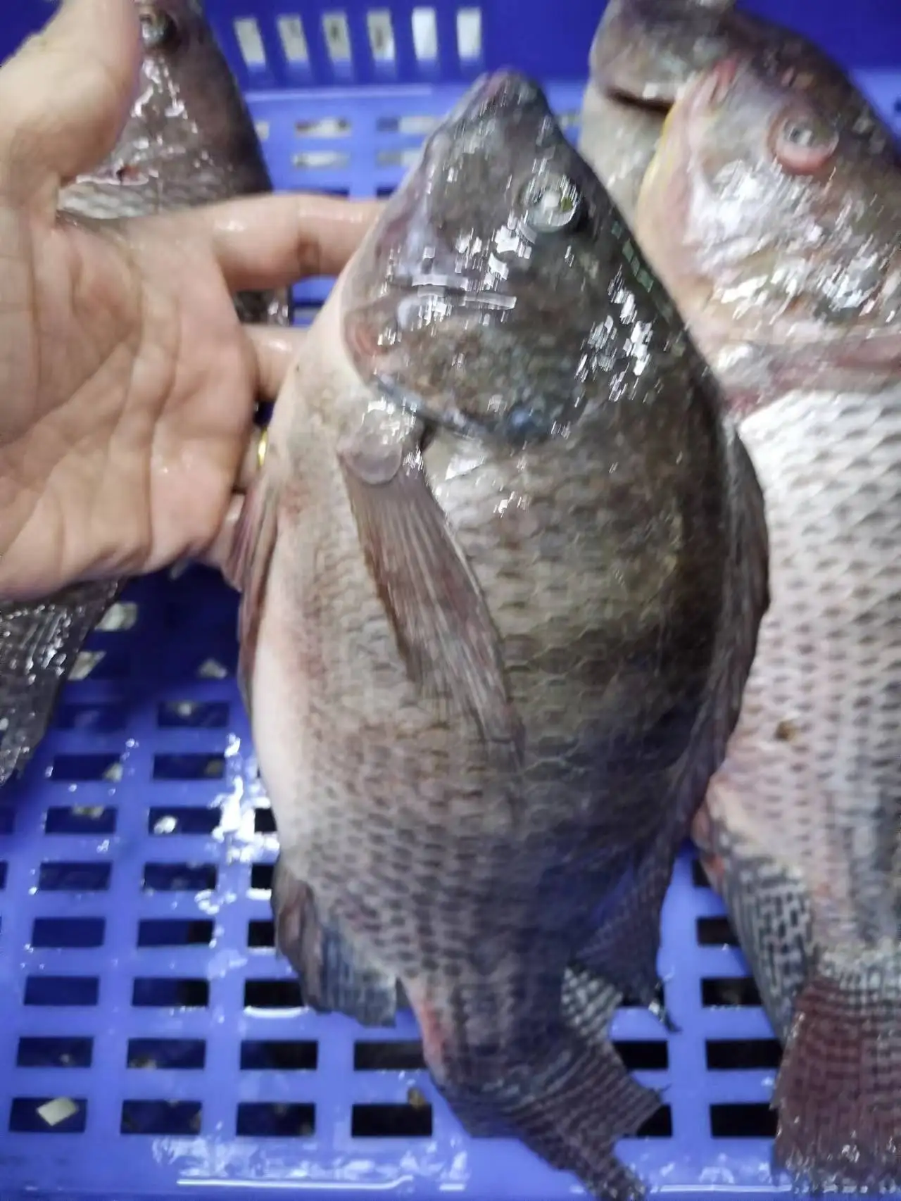 wholesale Frozen Black Tilapia IQF/Bulk Frozen Tilapia fish
