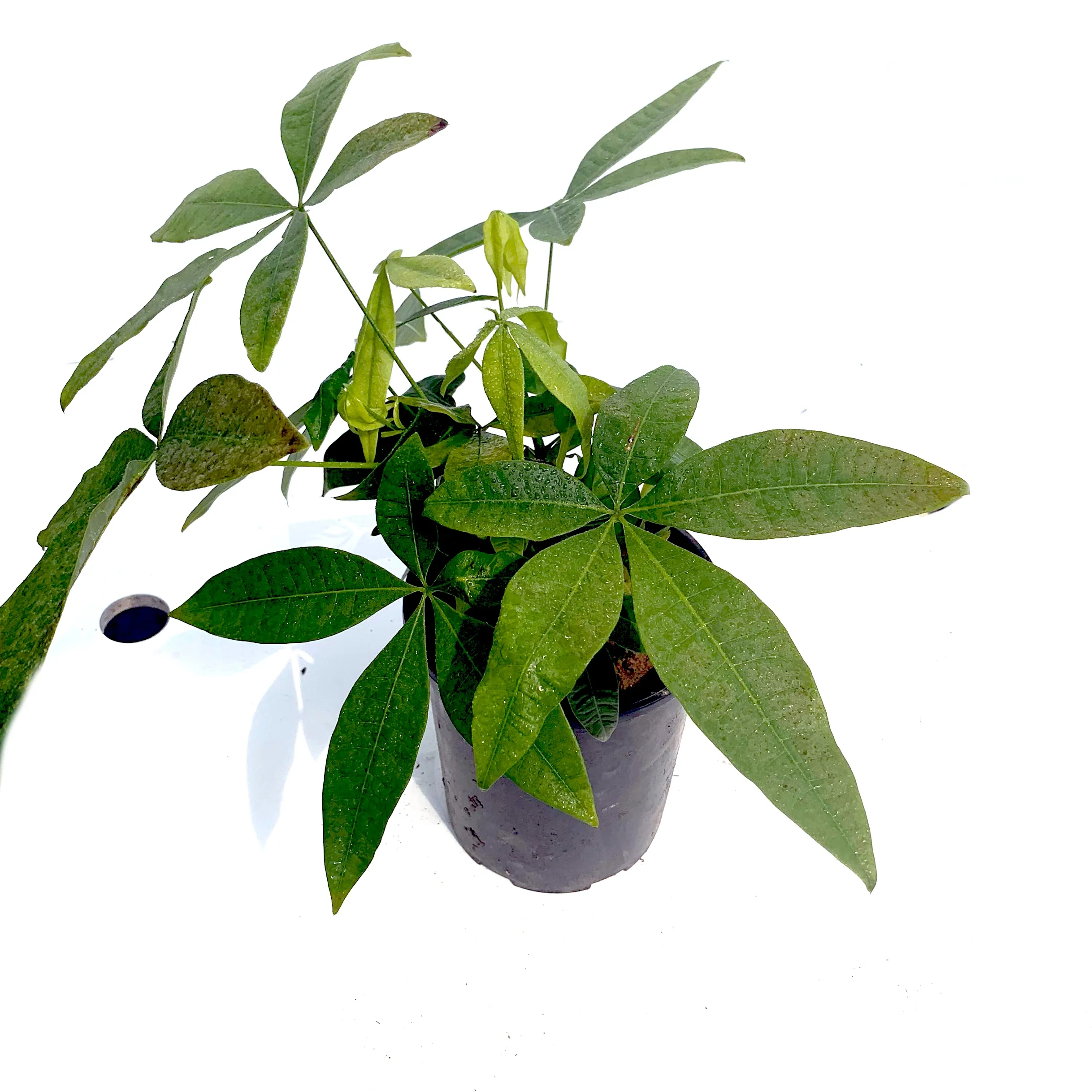 
Wholesale succulent leaves Deliver basin soil pachira for sale 