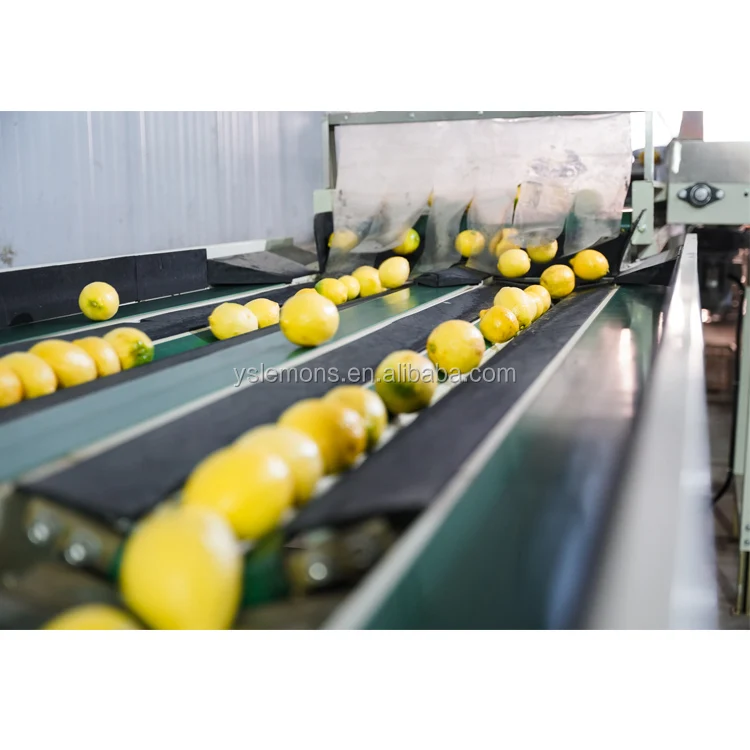 Wholesale Price High Quality Fresh Citrus Fruit Fresh Lemon Yellow Lemon