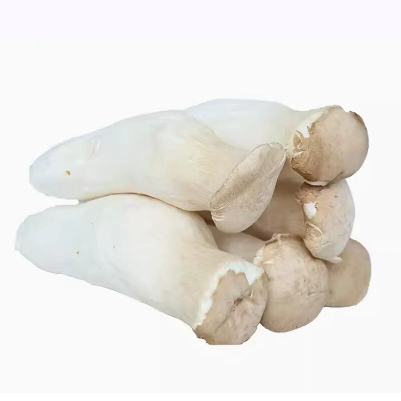 Wholesale price king oyster mushroom in store for mushroom buyers