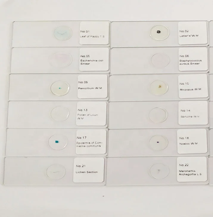 educational suppliers Staphylococcus aureus Smear microscope prepared slides microbiology accessories single item