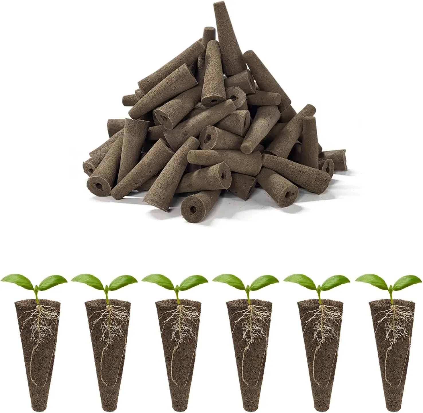 High-quality Nutritious Seed Plug Dry Seed Pods