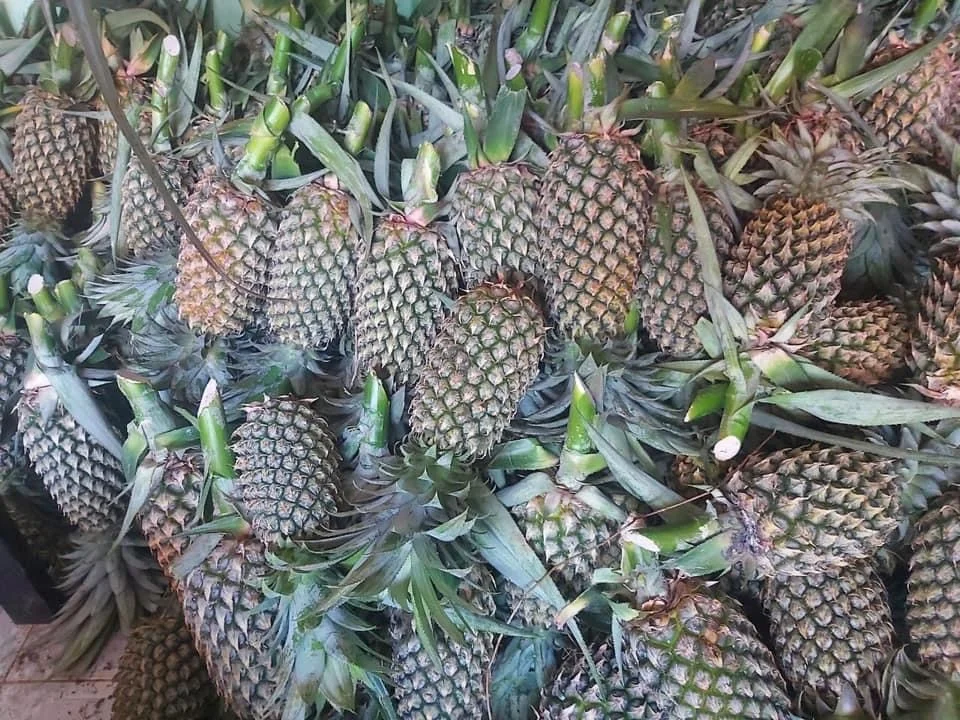 
High quality Wholesale Fresh Pineapples from Vietnam at Competitive Price 