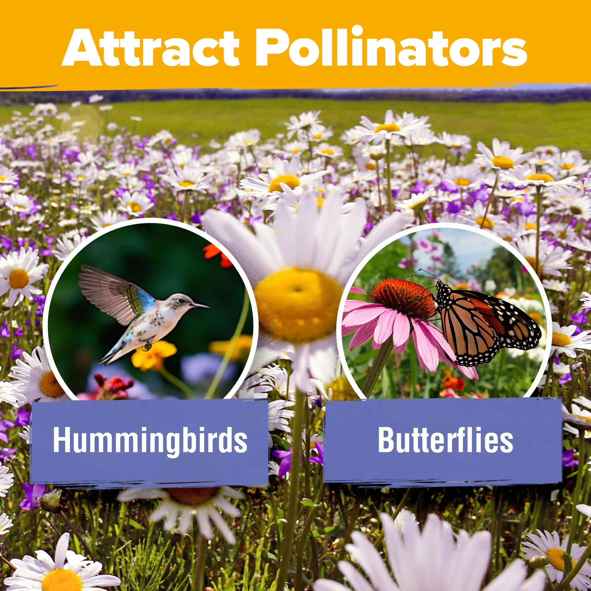 Wholesale Home Grown Perennial Wild Flower Bulk for Planting