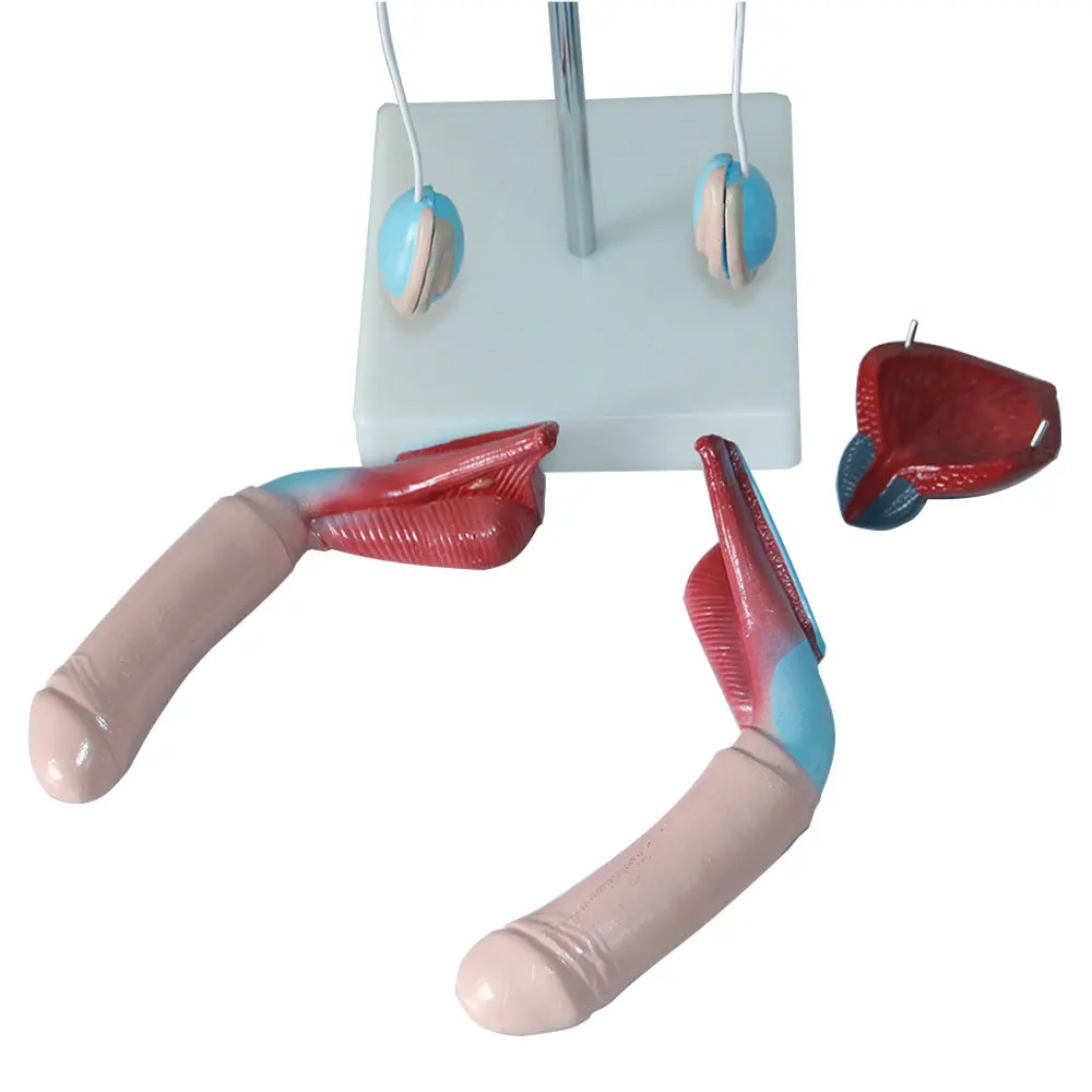 PVC Medical Human Anatomic Anatomical Models Showing Kidney Ureters Urinary Bladder Uterus Accessories Female Urogenital System