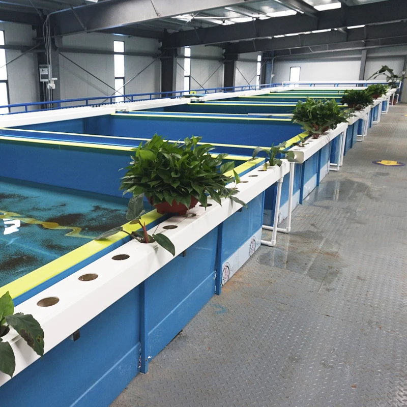 Indoor recirculating aquaculture system fish farm RAS equipment for mandarin fish