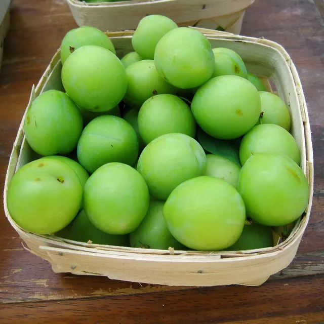 
Fresh Plums specialty snack food dried dark plum Halves Frozen for Juice best herbal tea slimming lose weight tea Syrup of plum 