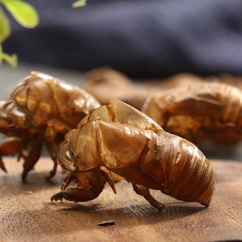 Pure natural Periostracum Cicadae PE. Cicada Slough