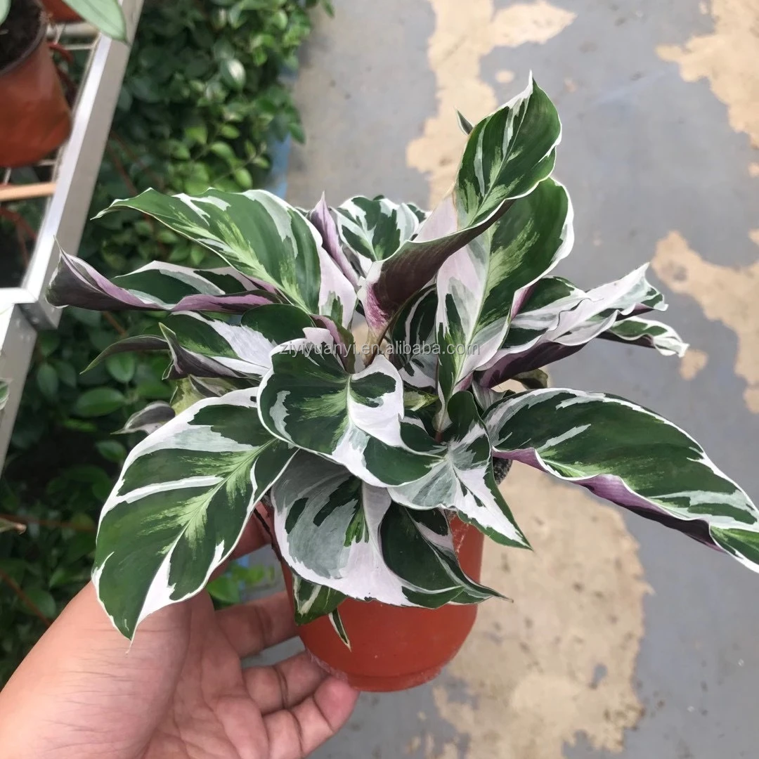 Растение калатея для оптовой продажи, живые растения, калатея Fusion White of indoor bonsai, растения