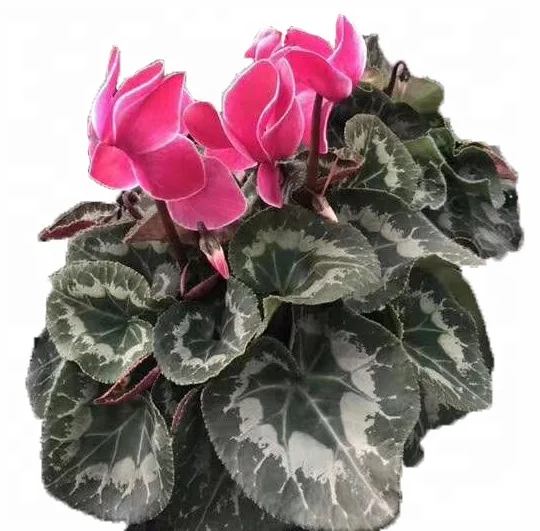 
Hotsale blooming plants 