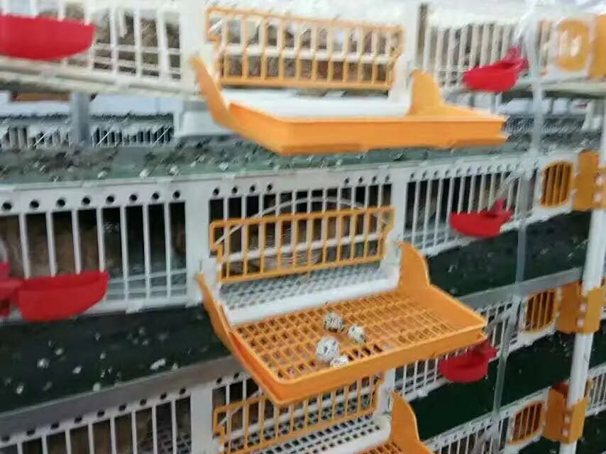 Профессиональное оборудование для птицеводства! 6 прозрачный пластиковый органайзер перепелиные клетки с сбора яиц/перепелиные слоя HJ-QC400B