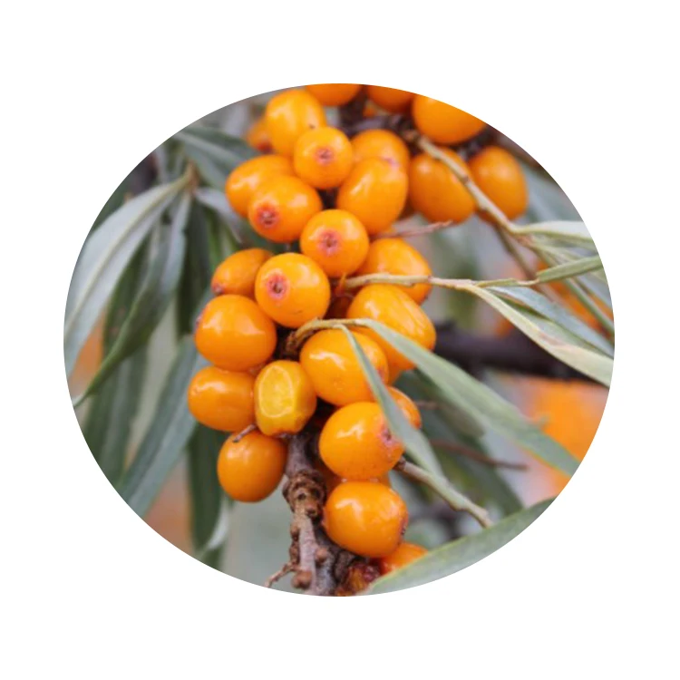 Top Quality Price Organic Sea Buckthorn Berry Seabuckthorn Fruit Nature Plant Extract Seabuckthorn Berry