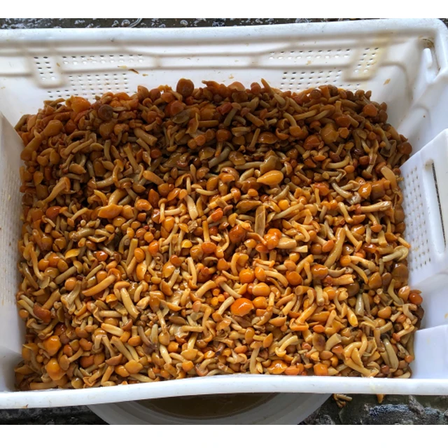  Варенный гриб nameko в рассоле барабанах