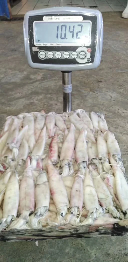 Good Sale Frozen Needle Squid