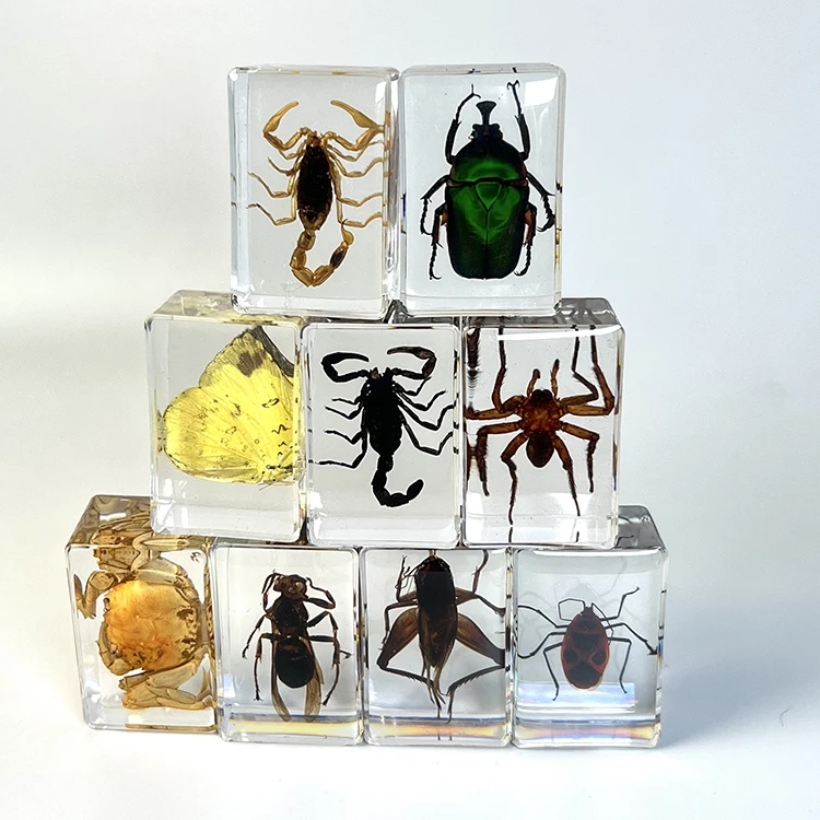 wholesale resin crafts  paper weight teaching resources real insect specimen paperweight acrylic paperweight
