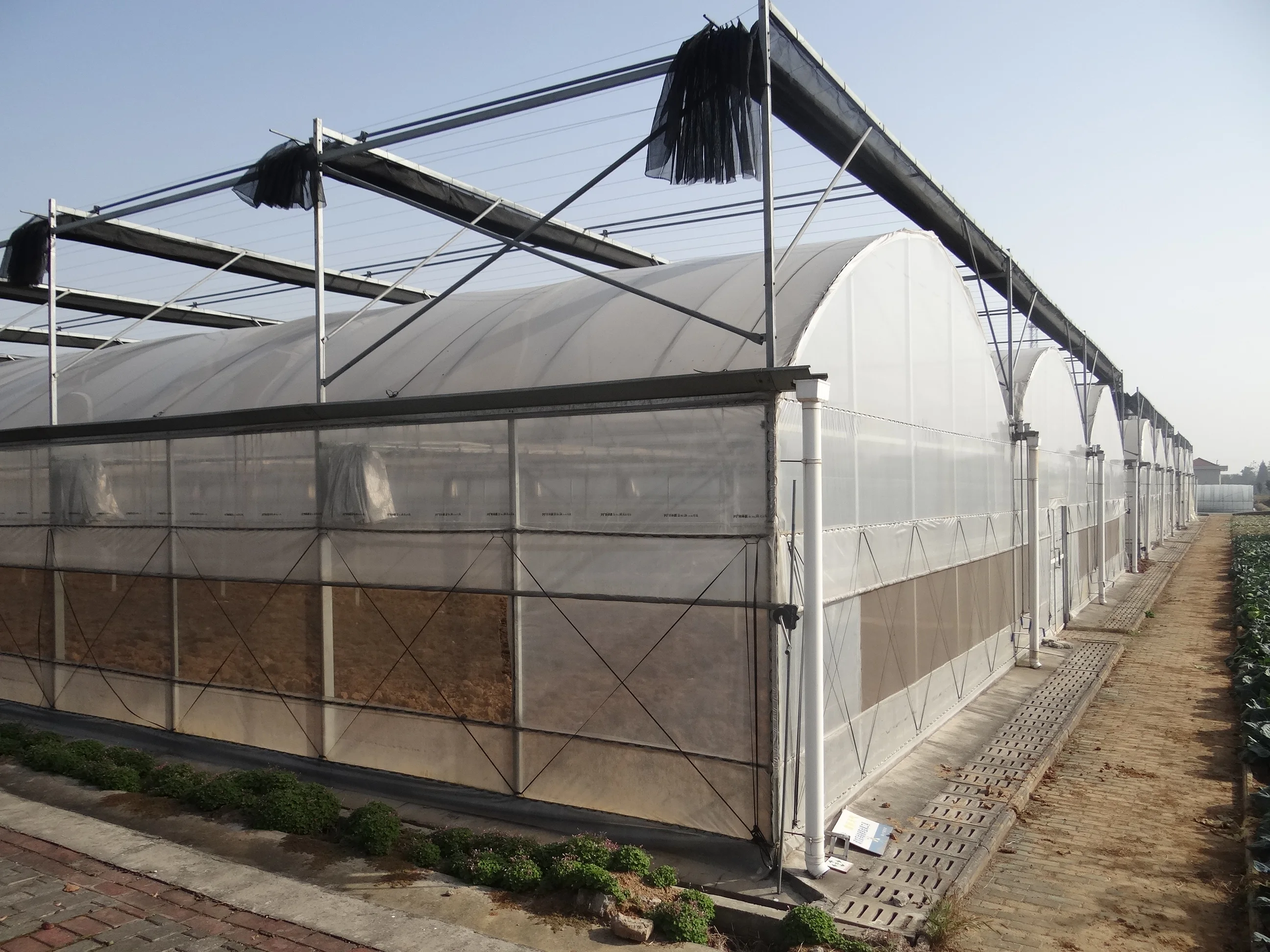 Plastic Film Greenhouse for Hydroponics Lettuce/Cucumber/Tomato/Cherry/Strawberry Growing