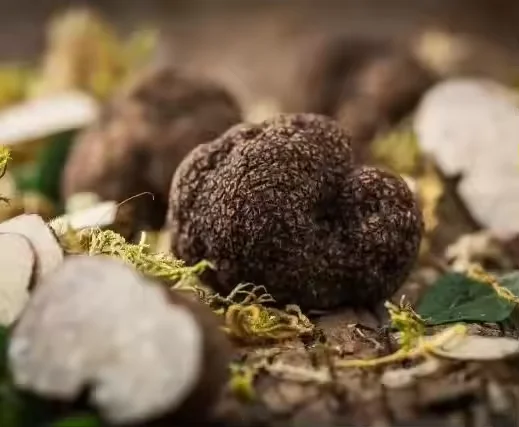 Natural High Quality 100% Natural Black Truffle Powder Black Truffle Extract