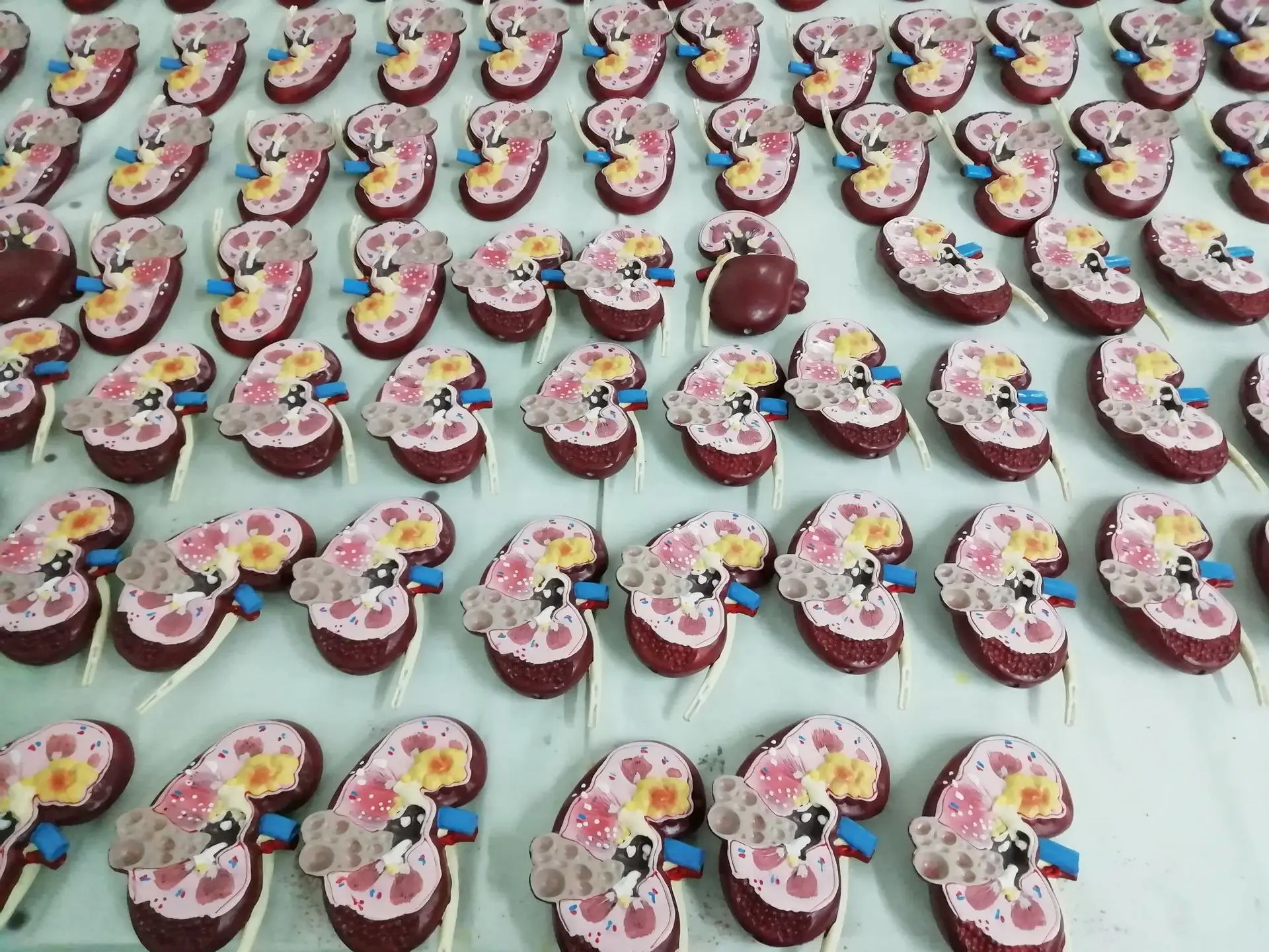 Модель почки для животных медицинская техника ветеринарная