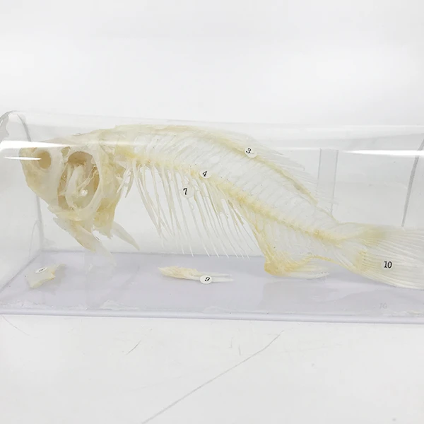 Модель рыбного скелета для обучения