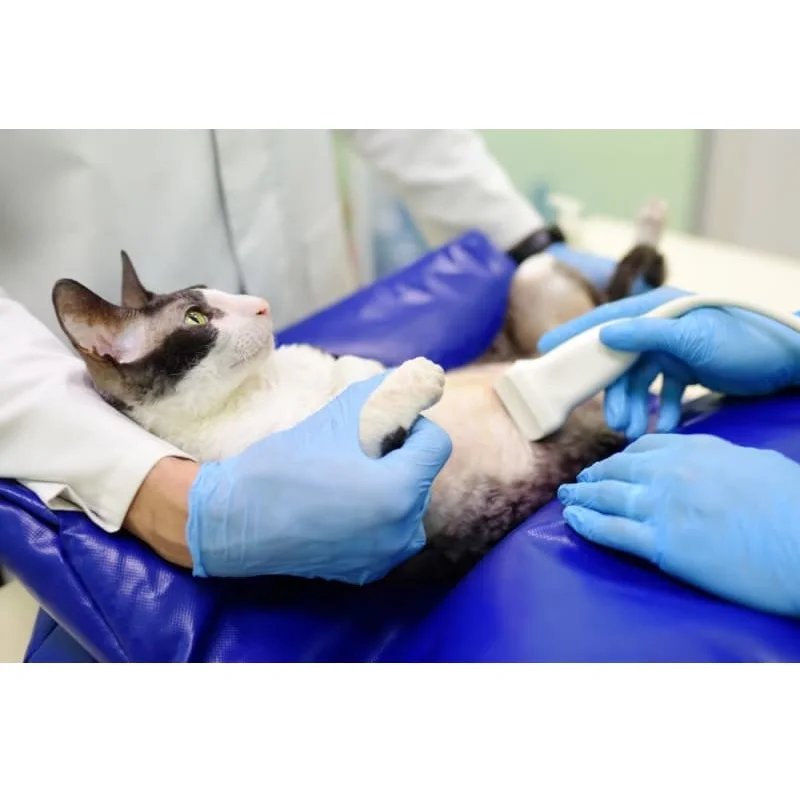 Veterinary  Operation Table Electric Pet Surgical Table for Dogs Cats Cow