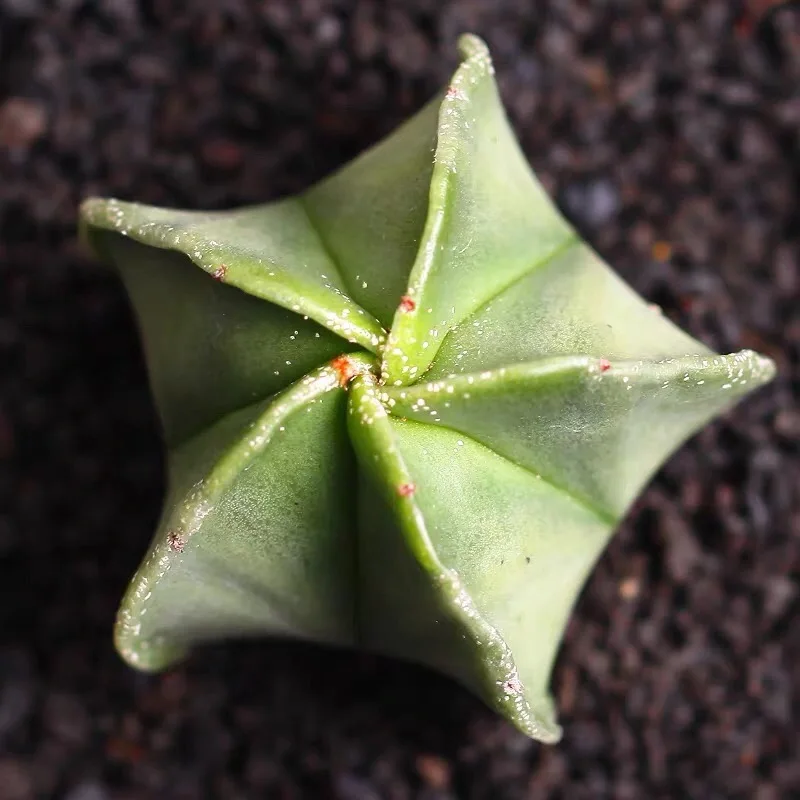 
Hot Selling Good Quality High Quality Cheap Small Cactus Plant 