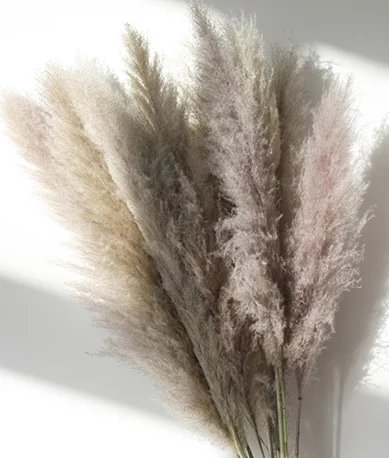 Natural big dried pampas grass Reeds Plumes for wedding garden party decoration High quality