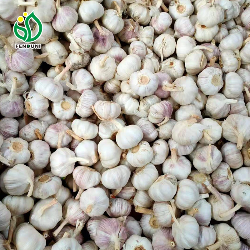New Season Fresh Garlic From China