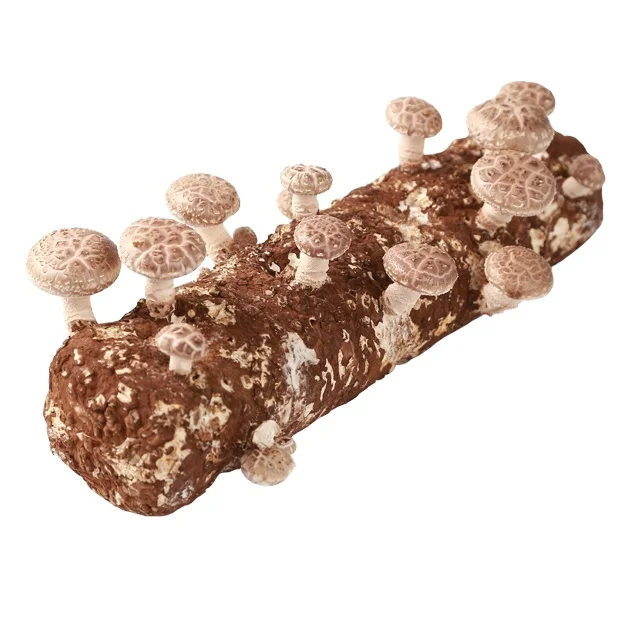 Top quality organic oak tree sawdust water film 808 big shiitake mushroom substrate