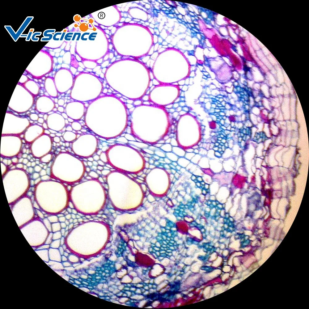 Microscope Prepared Slides 25 Piece Biological Microscope Lab Educational Glass Slides Set Biology Slides