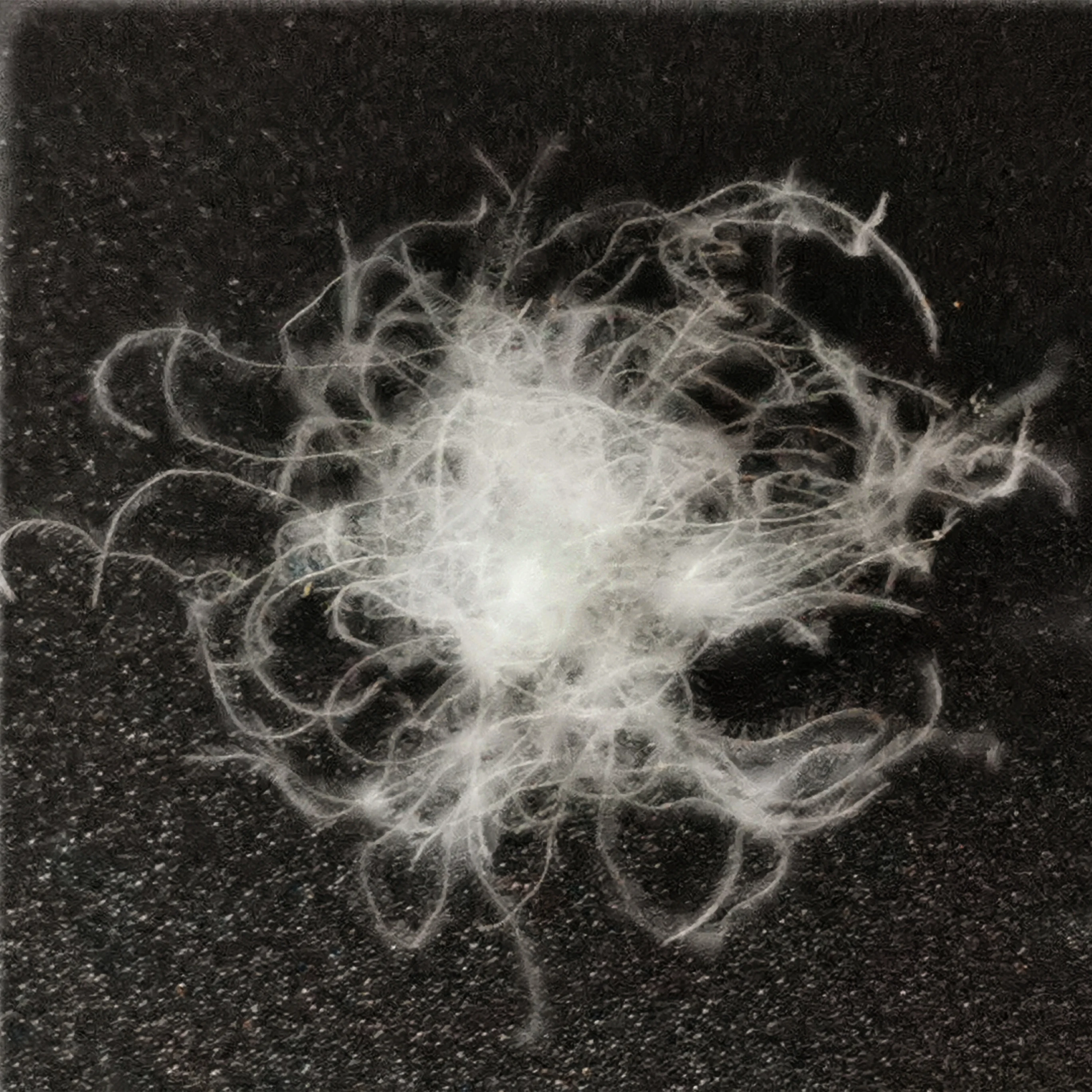 
2019 Factory Price 93% Washed Muscovy Pure White Used Down Feather For Pillow 