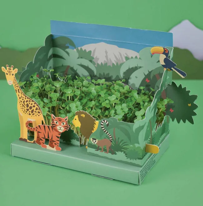 Natural bonsai planting mini jungle garden kit manufacturers wholesale cross-border creative planting set