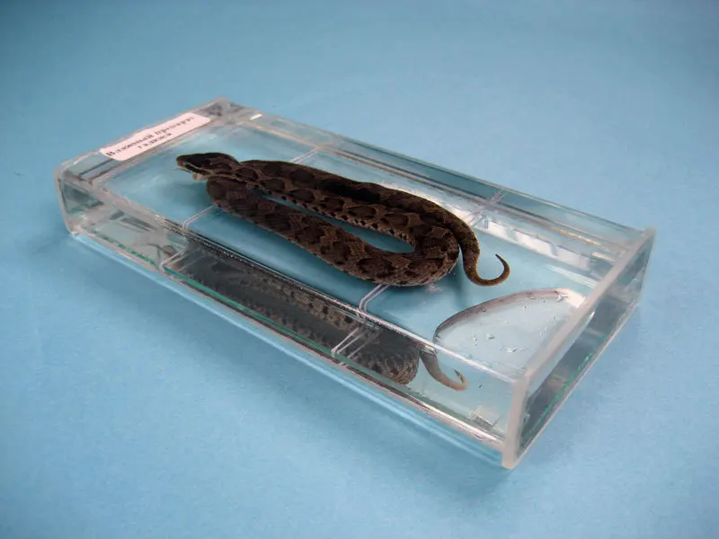 New Biology Teaching Specimen Of A Viper Snake Encased In A Transparent Plastic Case
