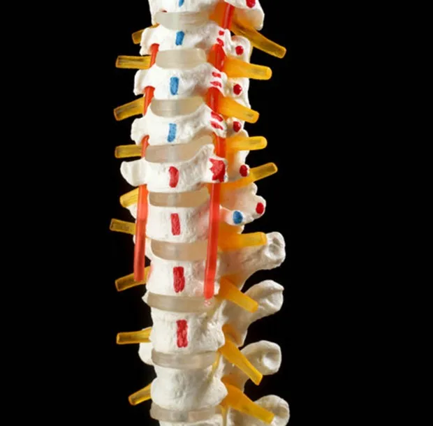 Medical Supplies Plastic Skeleton Human Spine Anatomical Model Hospital Display Model Medical Science Educational Models YL-126C