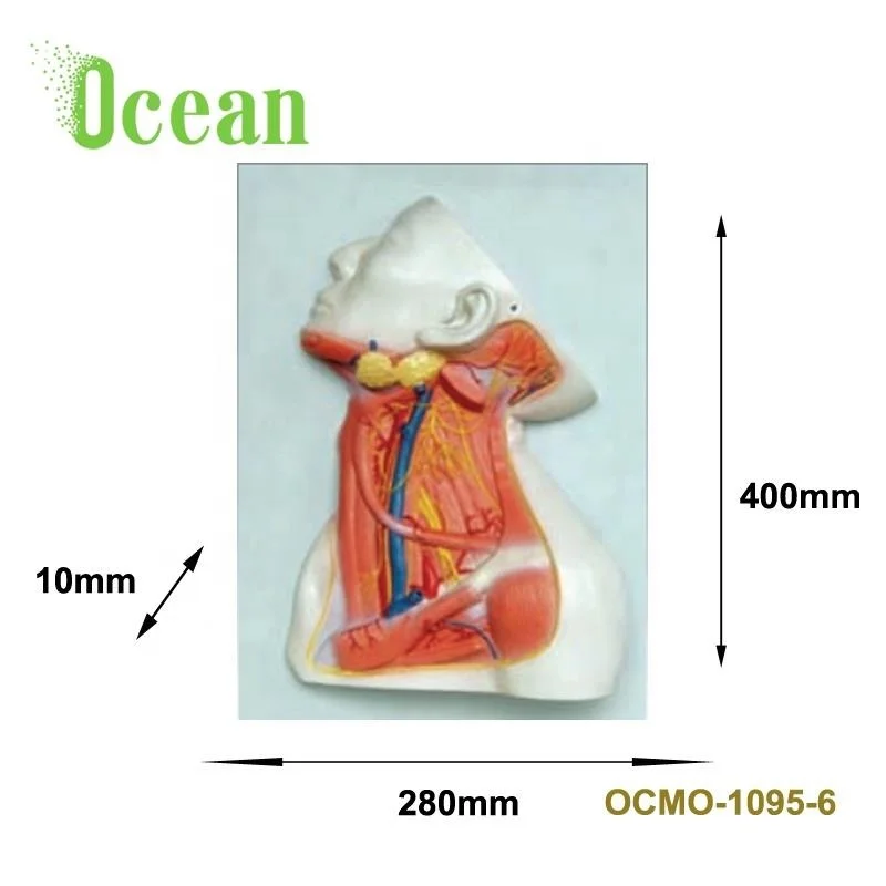 Medical Human Anatomical Face Model Head Model for Biology teaching model