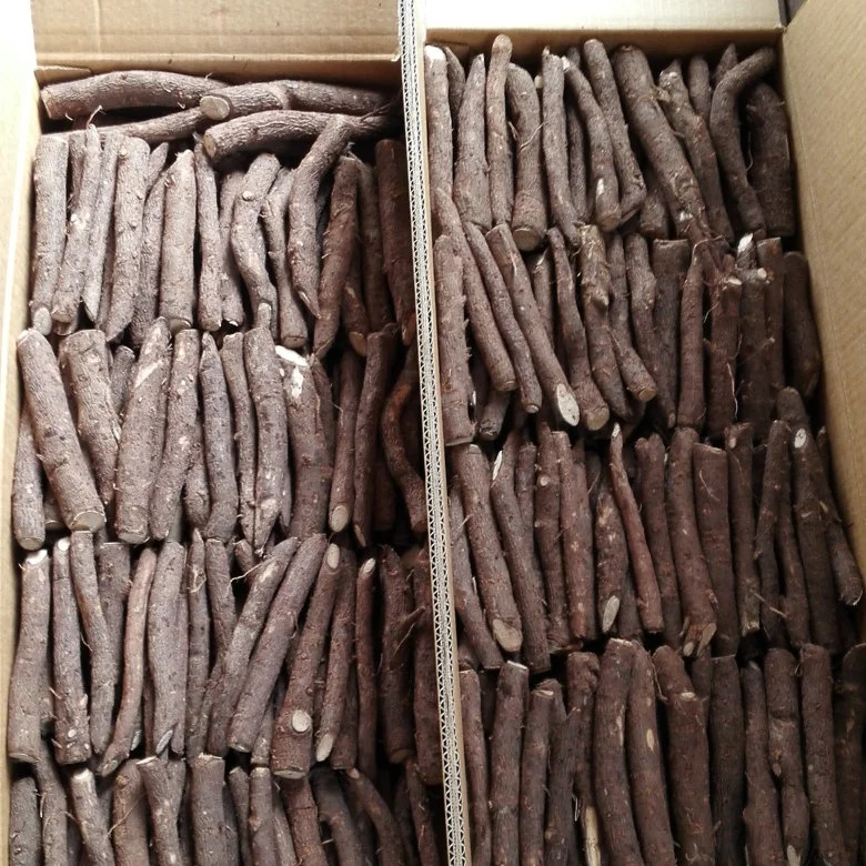 China Origin Paulownia Hybrid 9502 Root for Wood