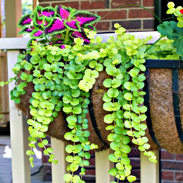 
36 inch window box coconut liner brackets hanging baskets metal fence trough planter 