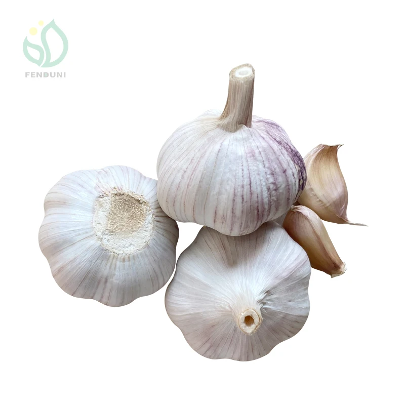 Fresh organic common garlic jin xiang county white garlic for wholesale