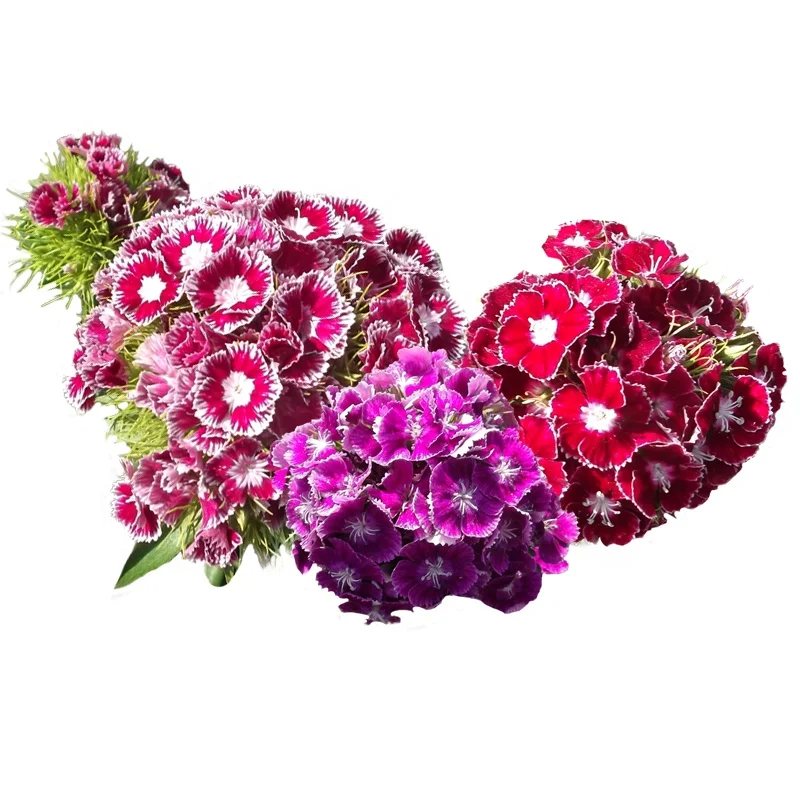 
Hot Sell Cheap Beautiful Ornamental Flowers Seed Dianthus Barbatus Seeds 