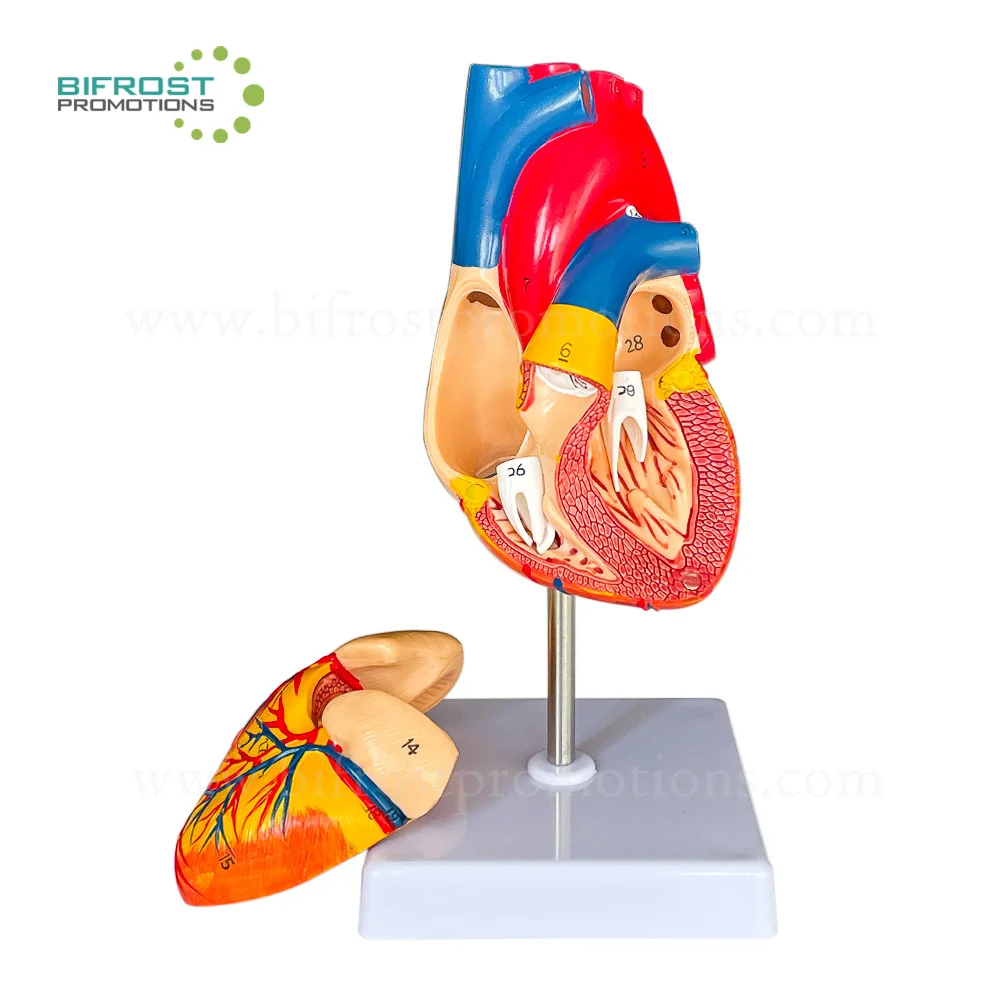 Upgraded  Laser-Etched Font 2-Part Life Size Medical Plastic Human Heart Anatomy Model