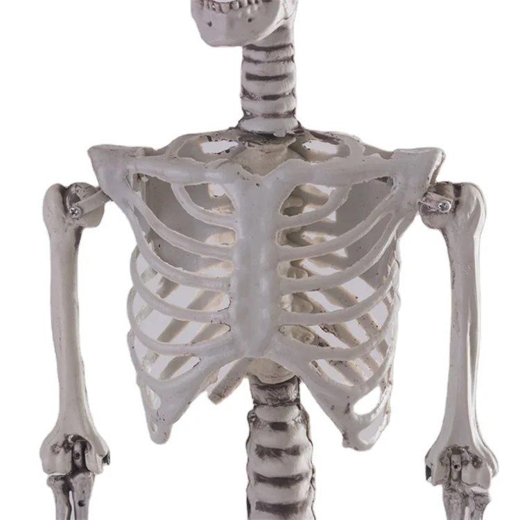 Promotional Best Price Life Sizes Human Cat Bird Snake Dog Bat Skeleton Plastic Halloween Body Models