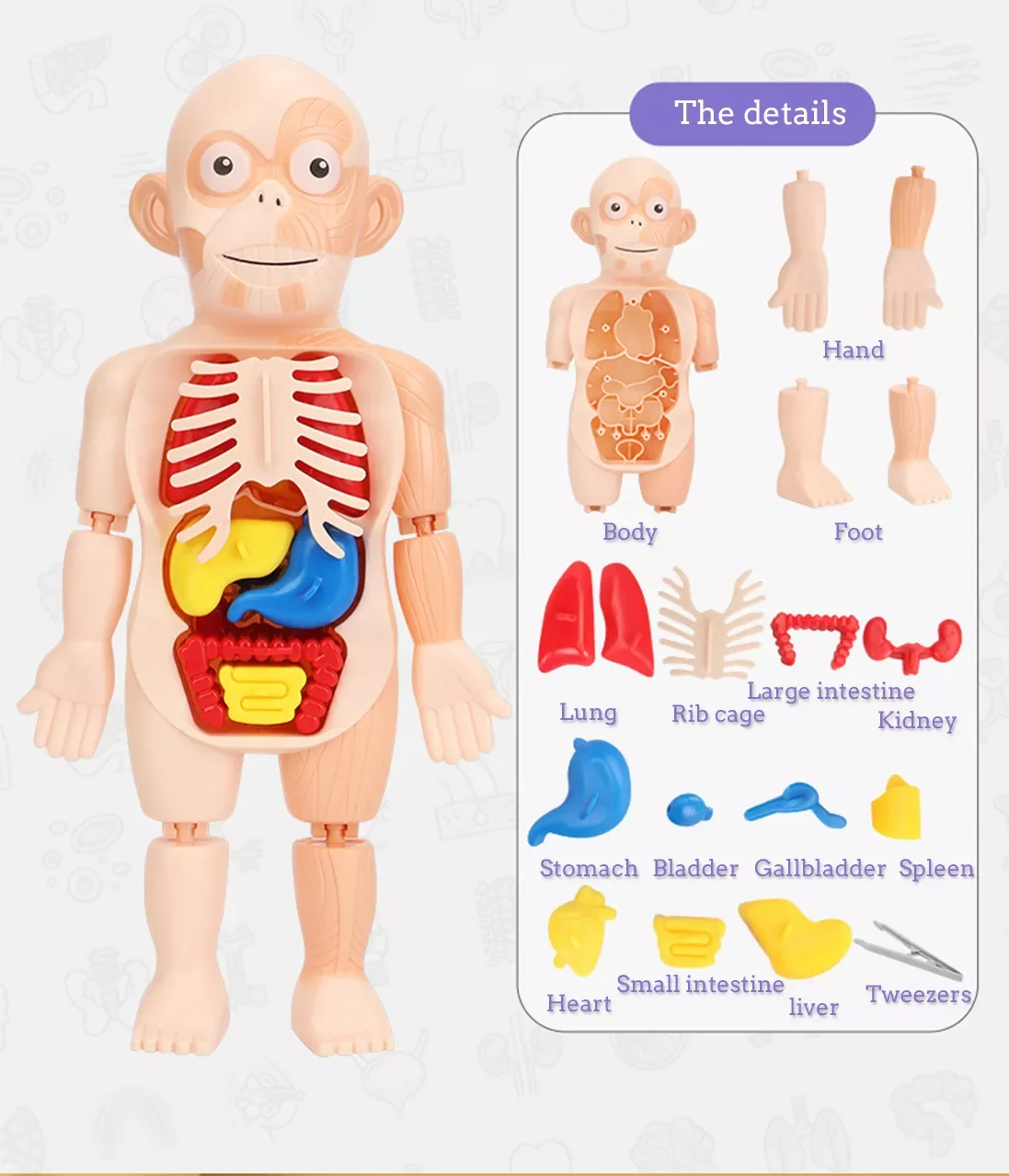 Body Human Anatomy Organs Model Toys Educational Children Early Education Learning Diy Assembled Toy for Kids