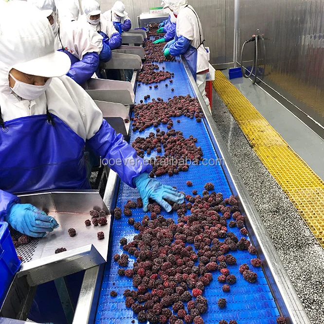 Good Taste IQF Frozen Blackberry in Bulk 100% Fruit Premium Quality