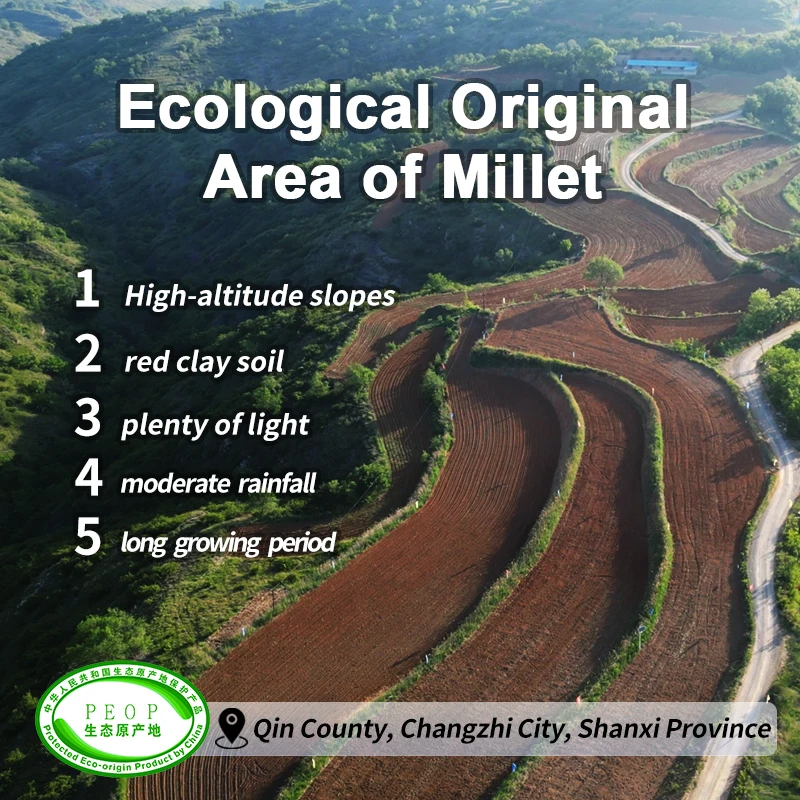 2kg (500g*4) Non-glutinous Yellow Millet Organic Millet Grain Dried Foxtail Millet