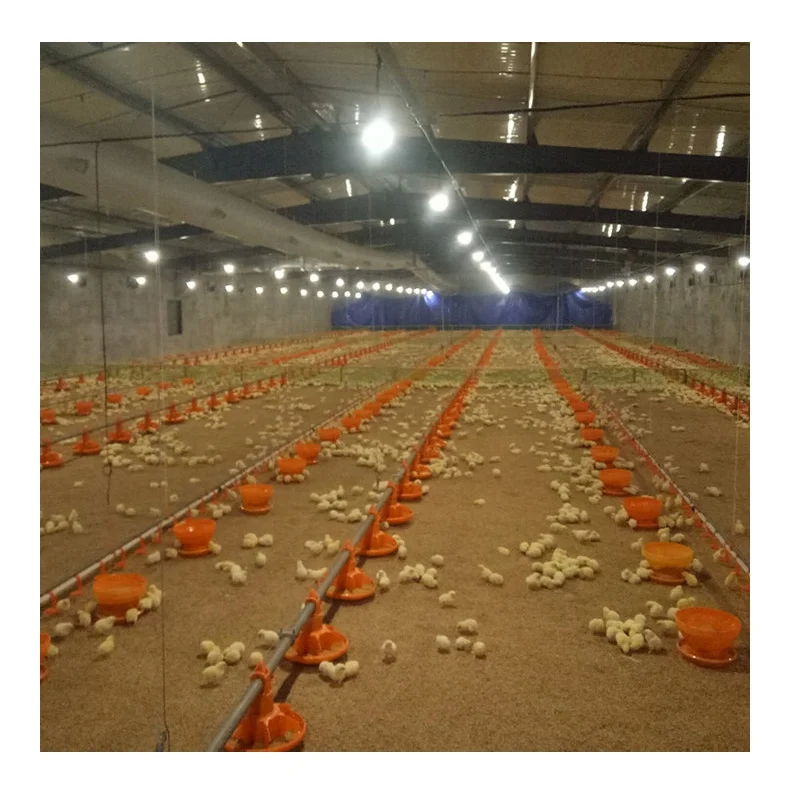 Кормушки и поилки для птицы Broiler сельскохозяйственное оборудование большой голландец Нигерия поставка цыплят